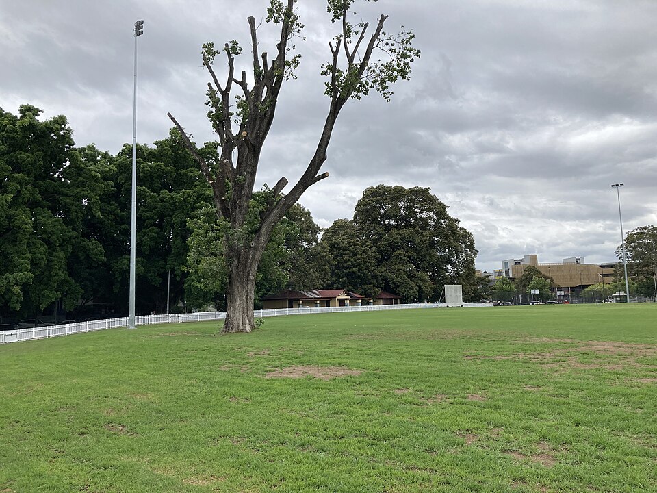 Tree in the oval at Alexandria Park November 2023