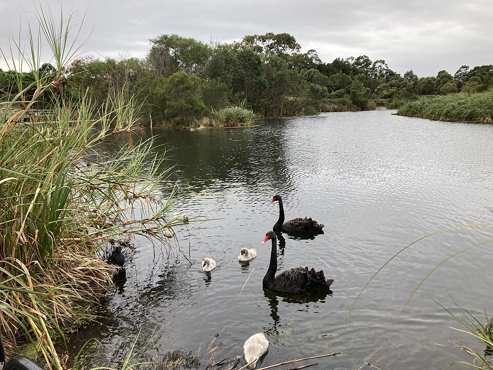 Black swans in Sydney Park June 2021