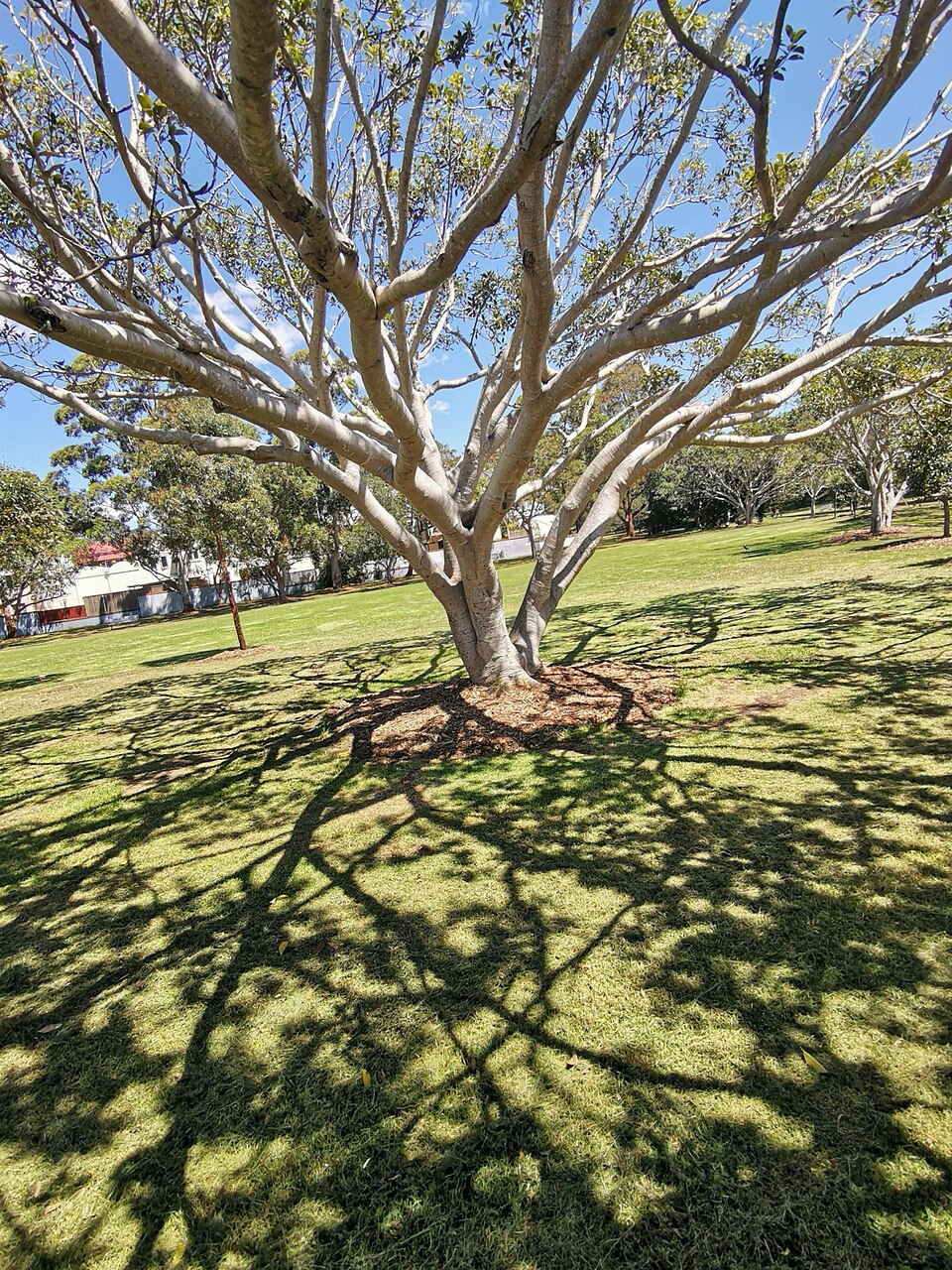Mort Bay Park Moreton Bay fig colour