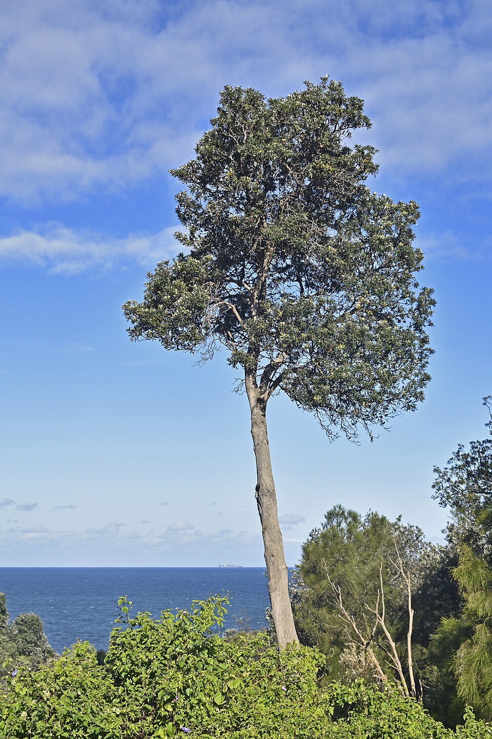 Sydney Vaucluse Diamond Bay Reserve Banksia integrifolia